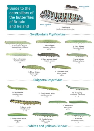 Guide to caterpillars of the butterflies of Britain and Ireland