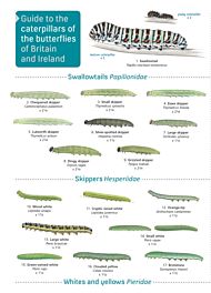 Guide to caterpillars of the butterflies of Britain and Ireland