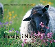 Beitende husdyr i Norge