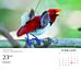 Kalender 2024 Bordkalender Bird Photgrapher