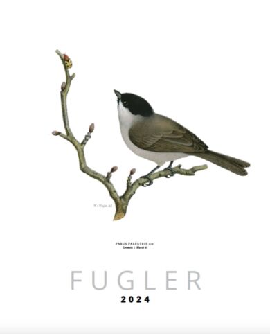 Kalender 2024 Fugler 328x405mm